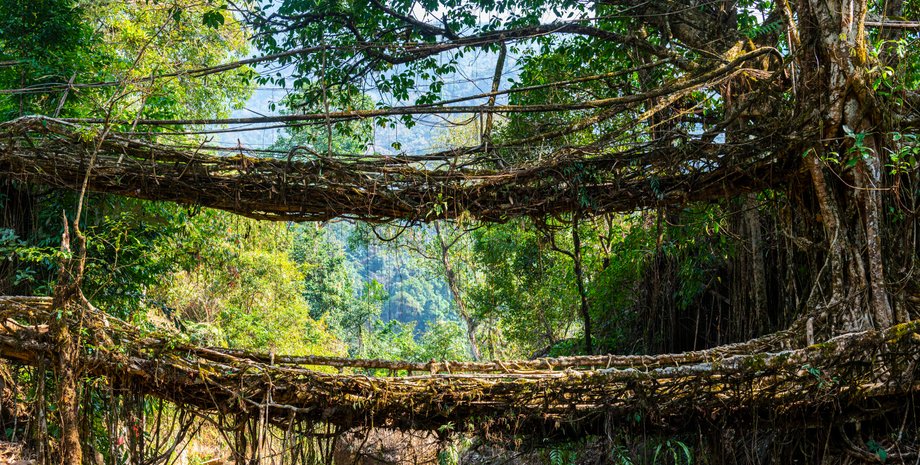 живі кореневі мости, планета, індія, планета земля, рослинність, дерева, диво, гармонія людини і природи, Всесвітня спадщина ЮНЕСКО, фікус, життя в джунглях, джунглі, мусонні умови, еластичні мости,, ліс