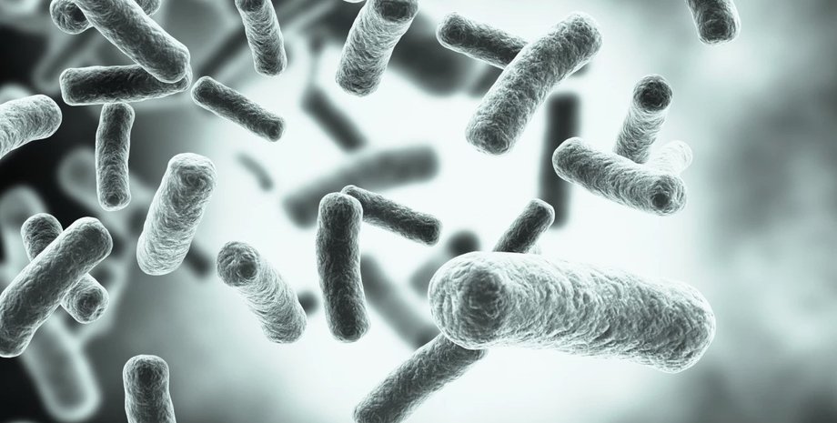 Бактерия, сальмонелла