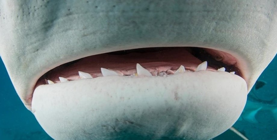 акула, зуби акули