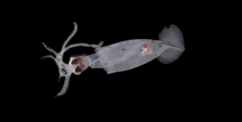 кальмар, глибоководний кальмар, кальмар новий вид