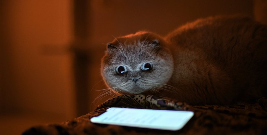 кот, смартфон