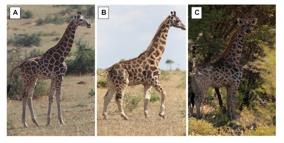 карликовые жирафы, Африка