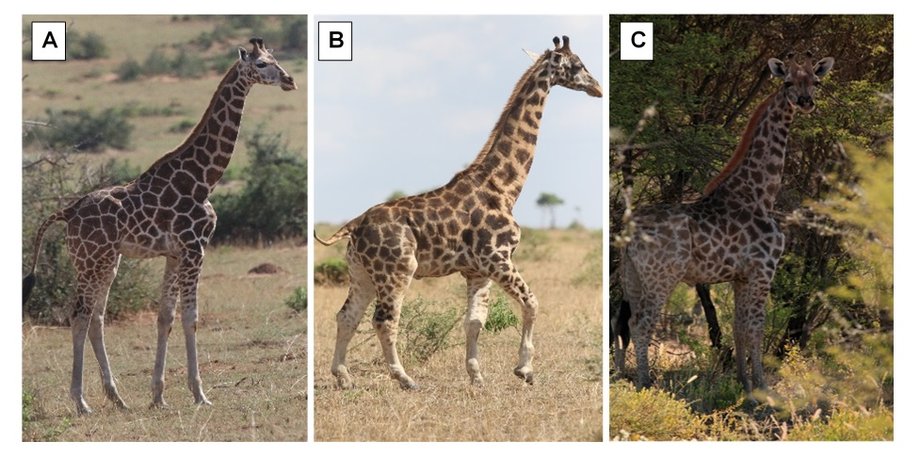 карликовые жирафы, Африка