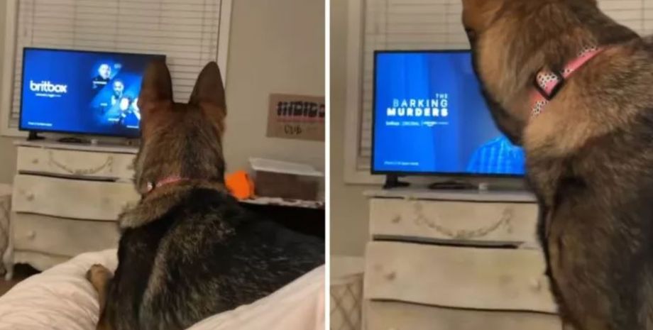 Немецкая овчарка, телешоу, умение читать, курьезы, приколы, интересности, домашние любимцы, собаки, пес