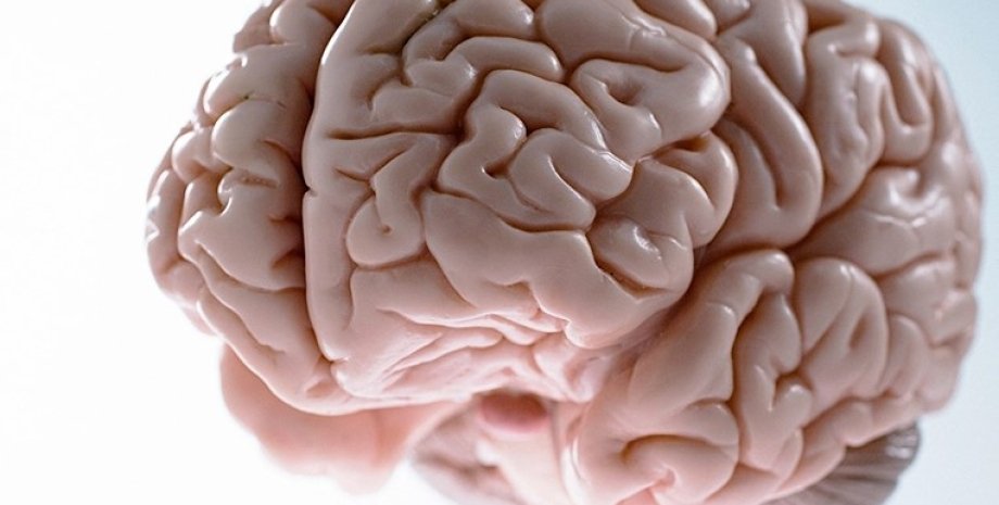 деменція, мозок, складки в мозку