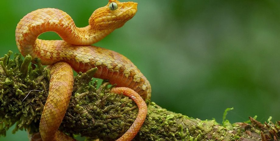 гадюки, гадюки з віями, війкові гадюки