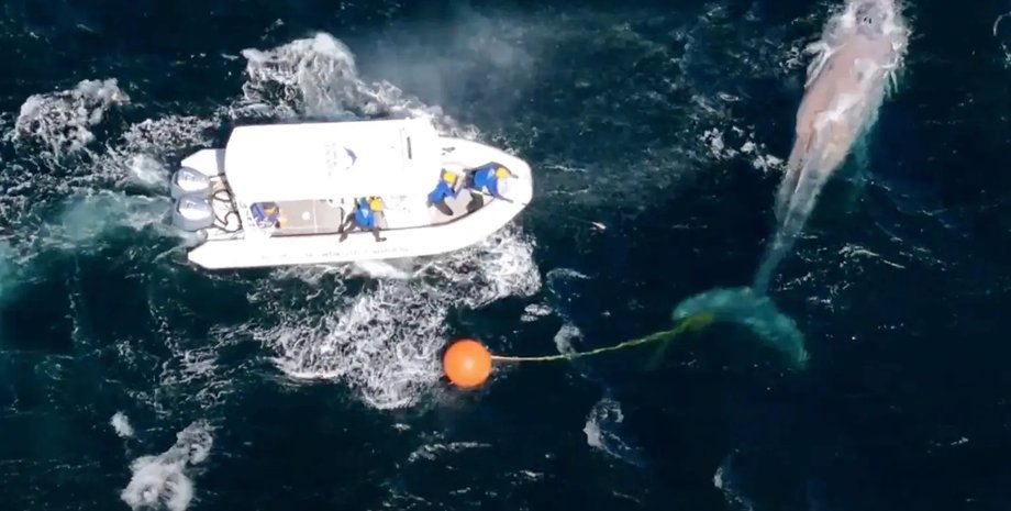 Спасатели освобождают запутавшегося кита Австралийские зоозаитники спасают кита