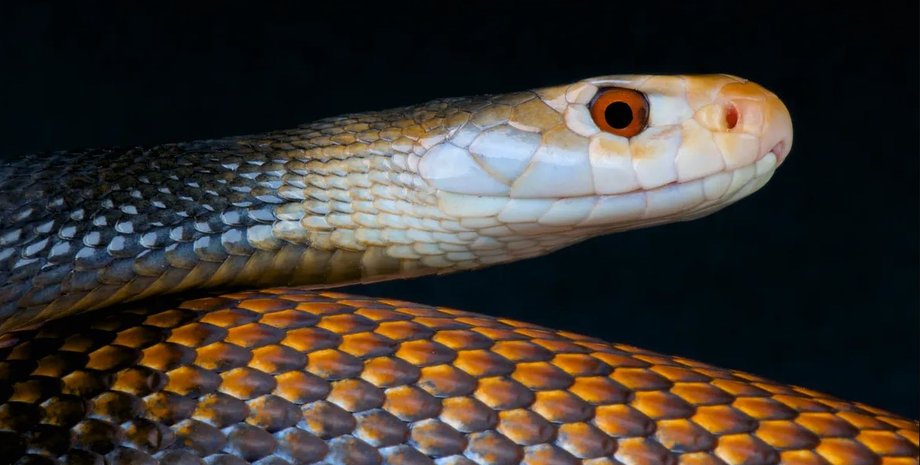 змея, рептилия