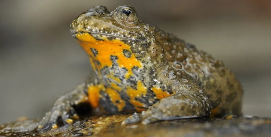 желтобрюхая жаба, желтобрюхая жаба зрачки
