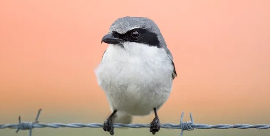 птахи, американський жулан