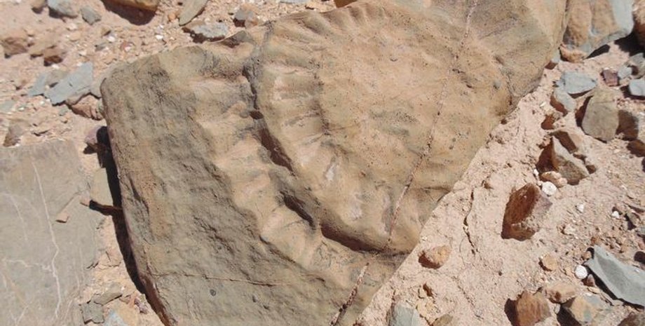 окаменелость птерозавра, камни, песок, фото