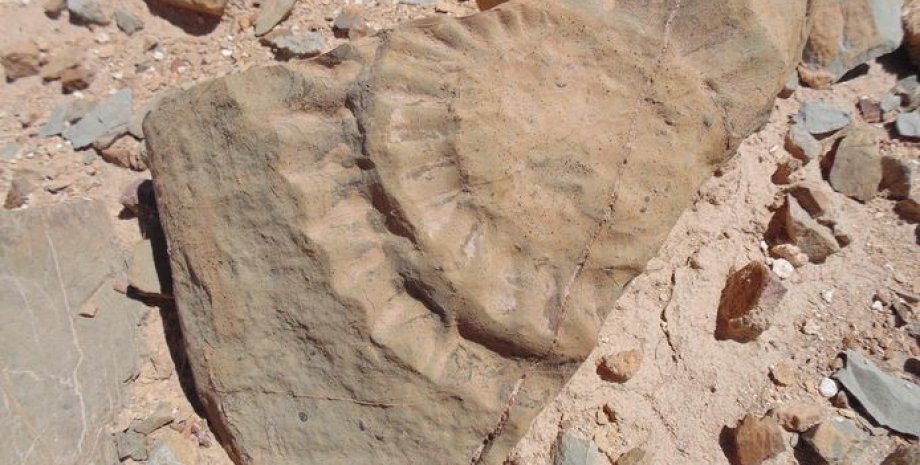 скам'янілість птерозавра, камені, пісок, фото