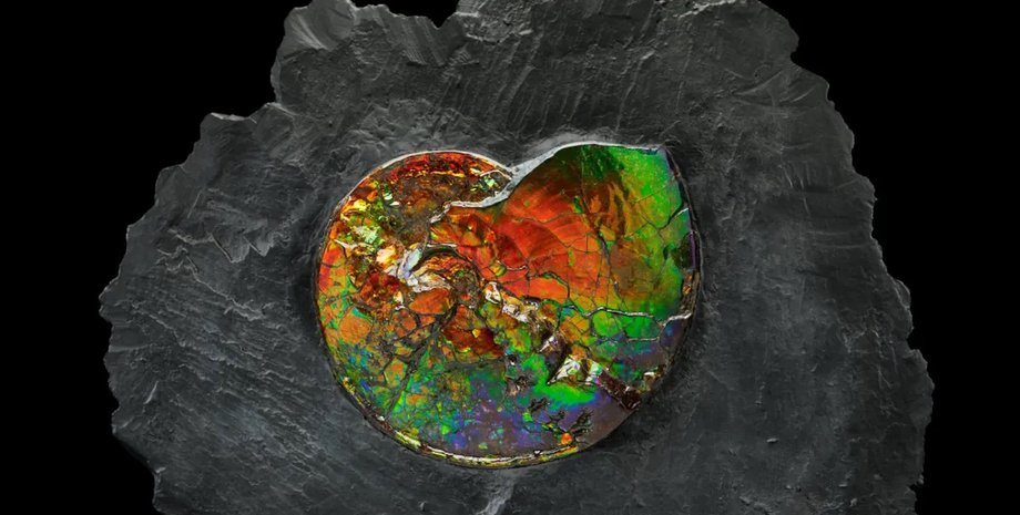 аммолит, аммонит, аммонит драгоценный камень