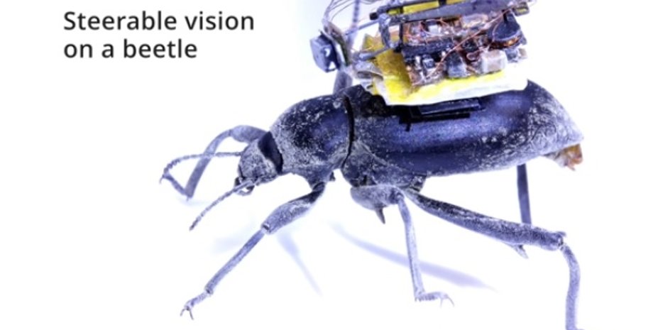 Фото: Скриншот