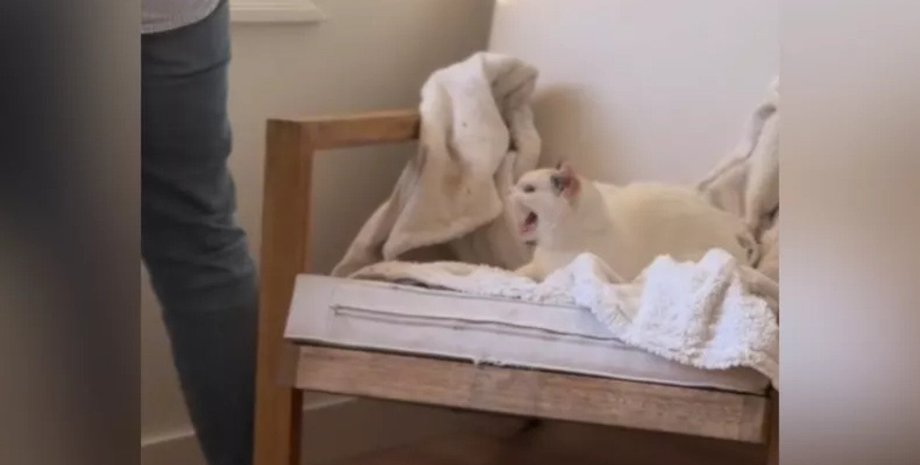 Женщина взяла домой дикую кошку, заметив, что животное выглядит больным