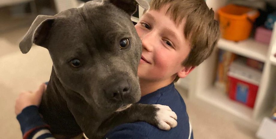 бультерьер ,