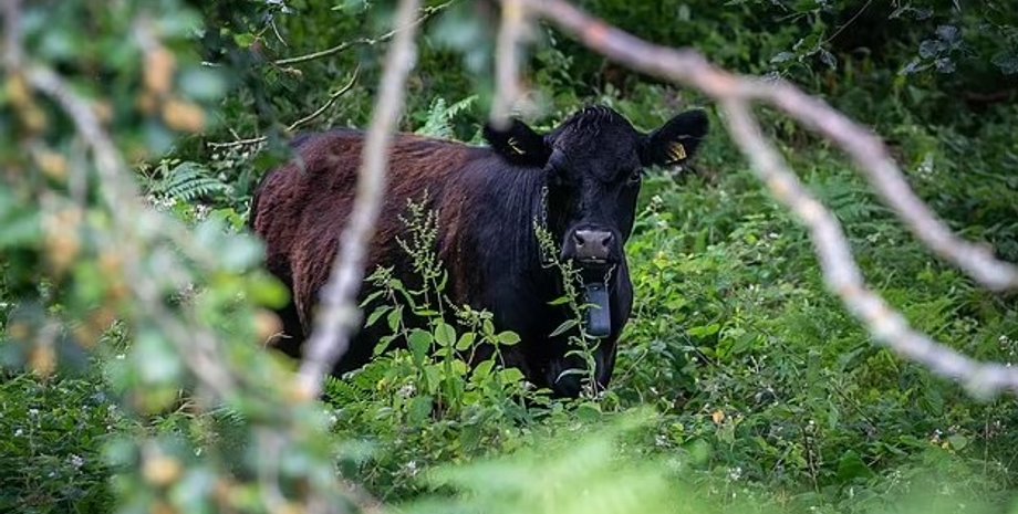 розумні корови, стадо розумних корів