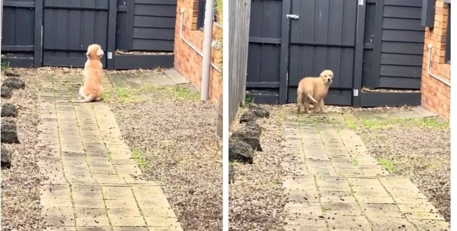 Собака чекав господаря на звичному місці: чоловік вирішив здивувати улюбленця