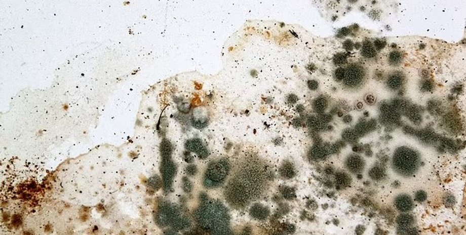 плесень, черная плесень