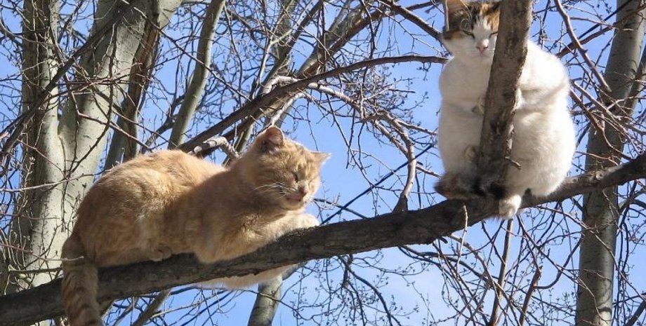 Фото: "Лента новостей Крыма"