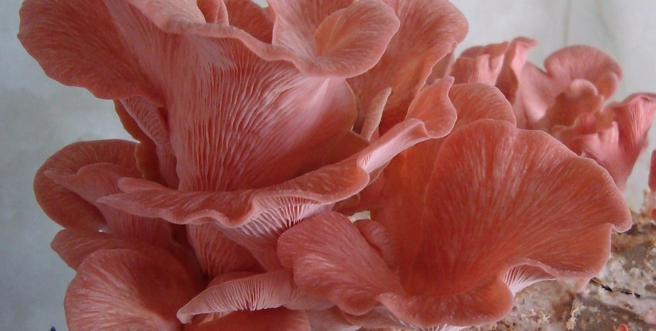 грибы, растения, природа, садоводы, выращивание грибов, почва, экосистема, Великобритания, вид, риск, исследования