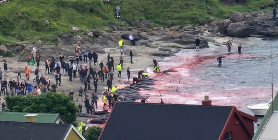 Охота на китов на Фарерских островах