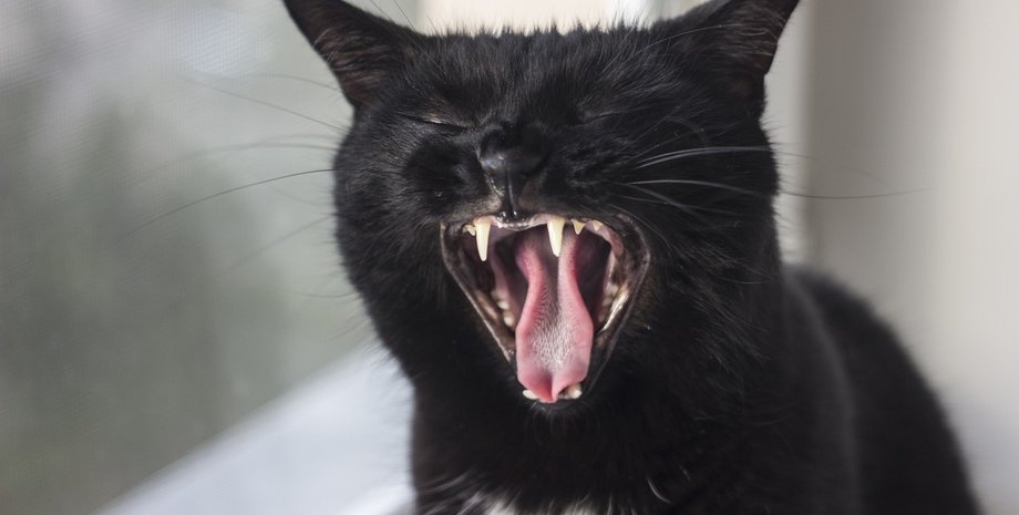 Кот, порода котов, дети