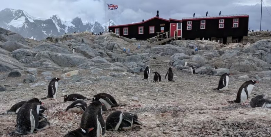 Почтовое отделение в Антарктиде, работа, работа в Антарктиде, вакансия, удаленная работа, самая удаленная работа, подсчет пингвинов,