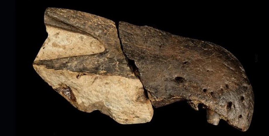 череп динозавра