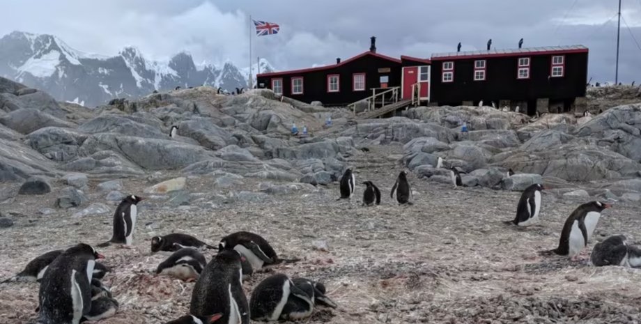 Поштове відділення в Антарктиді, робота, робота в Антарктиді, вакансія, віддалена робота, найвіддаленіша робота, підрахунок пінгвінів,