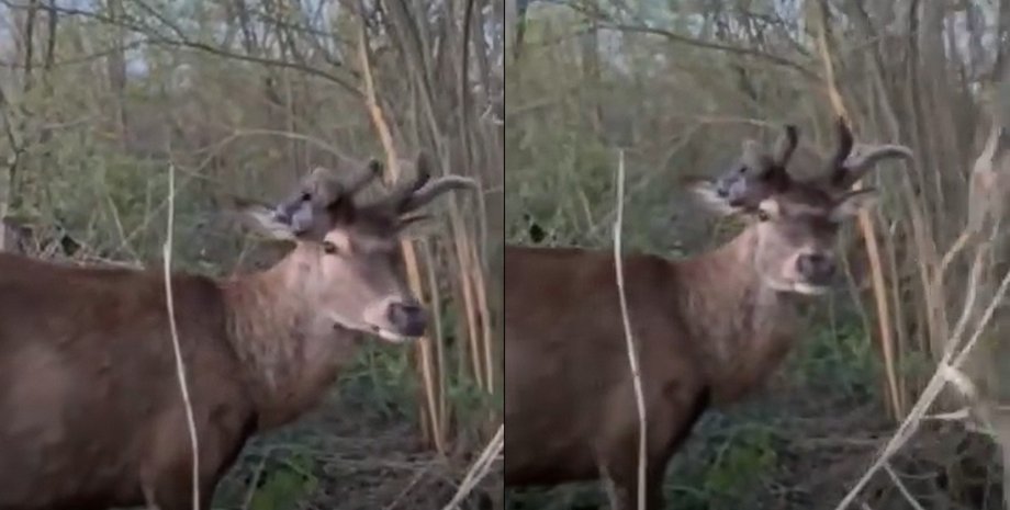 "Никого не хочет видеть": зоозащитник показал известного оленя Бориса после исчезновения (видео)