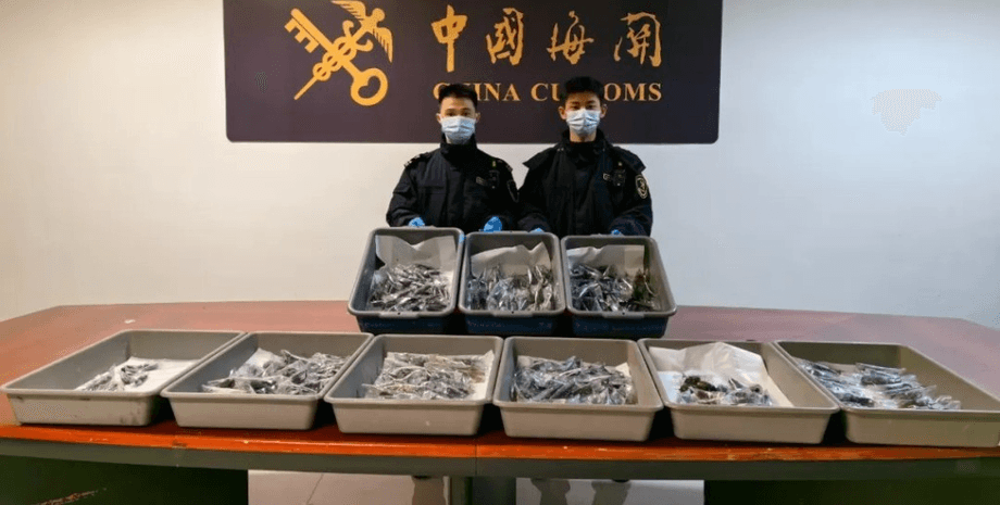 Жінка намагалася провезти комах через аеропорт, жуки, інопланетні жуки, намагалася заховати, контрабанда, екзотичні тварини