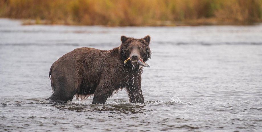 бурый медведь
