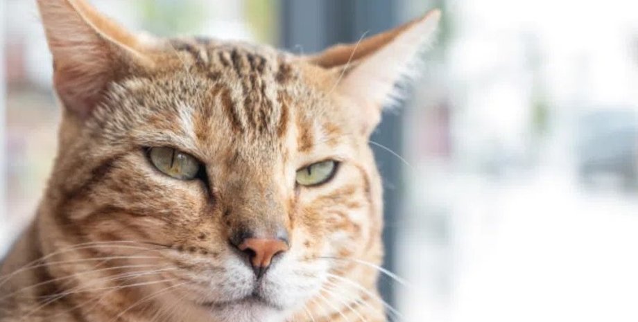 кошки, кошки общение, общение кошек