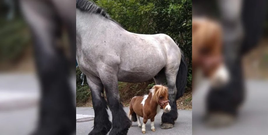 низькорослий кінь Пумакел Пумакел кінь