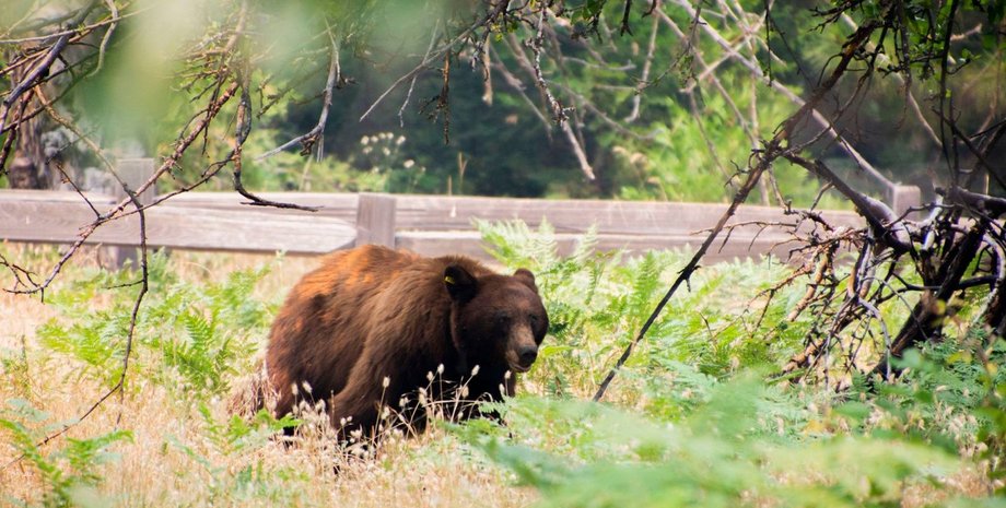 Фото: Los Angeles Times