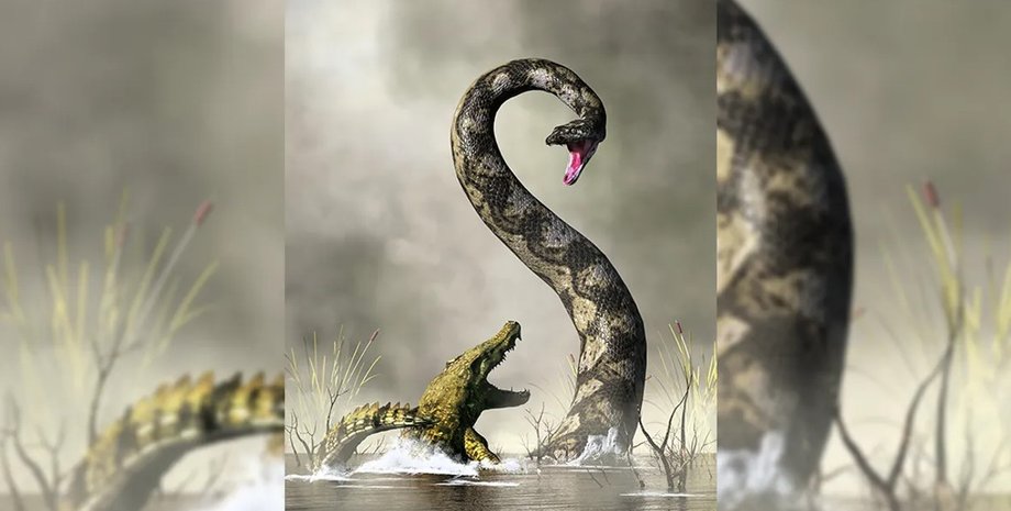 змії, найбільша мея