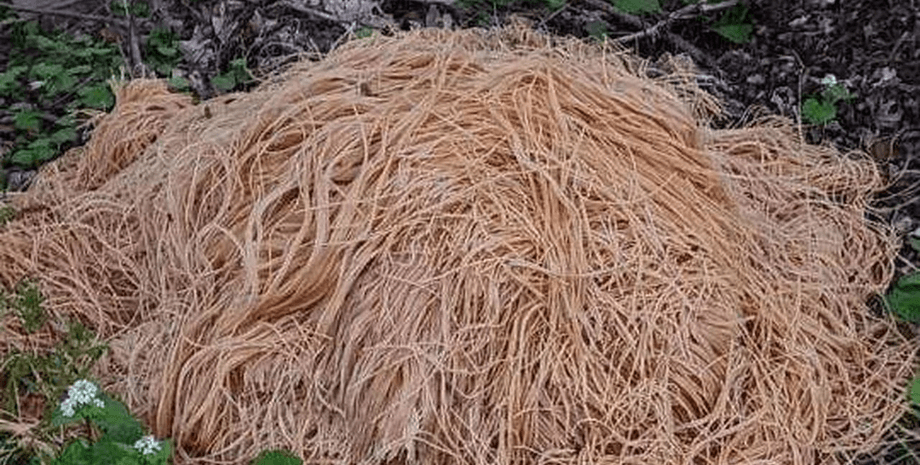 Макароны, продукты, лес, ручек, река, парк, природа, свалка, мусор