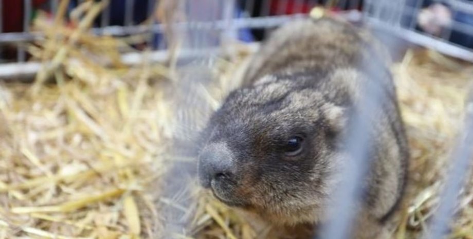 погода, прогноз погоды, весна, прогноз, сурки, сурок, Львов