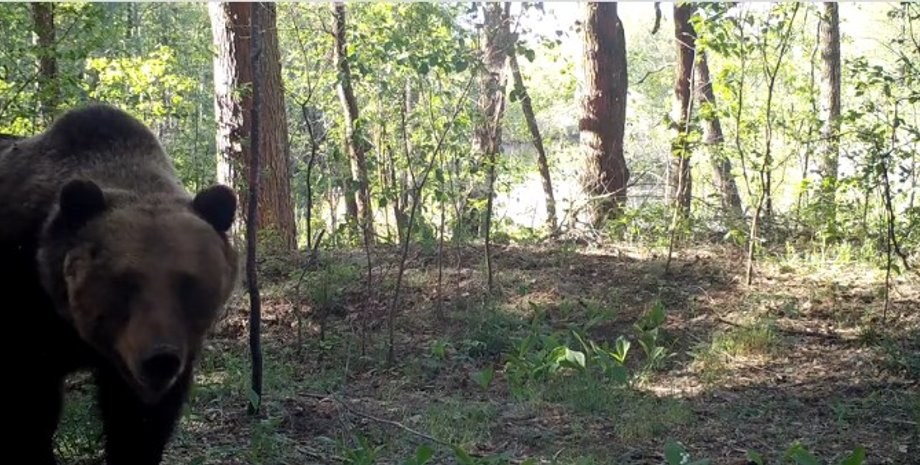 Фото: скриншот из видео/ВВС