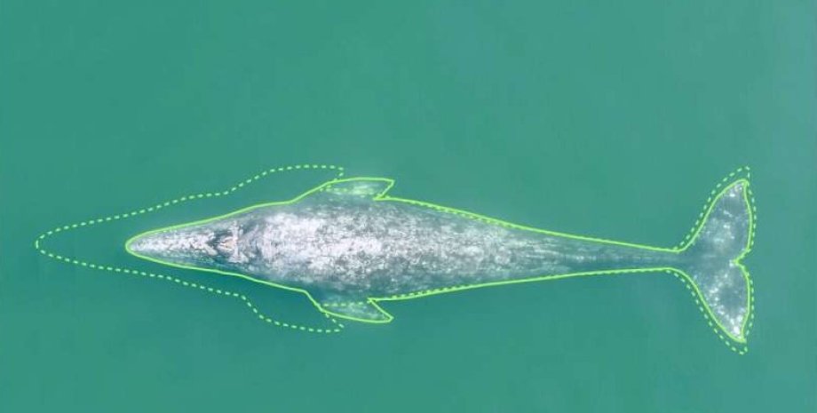 серый кит, размеры серого кита