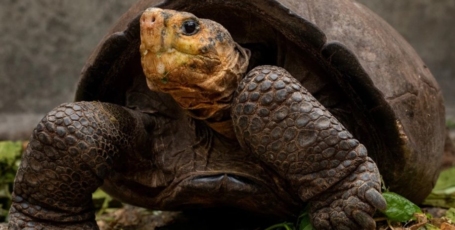 Галапагоських черепаха