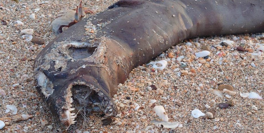 "Инопланетянин", обнаруженный в Таиланде