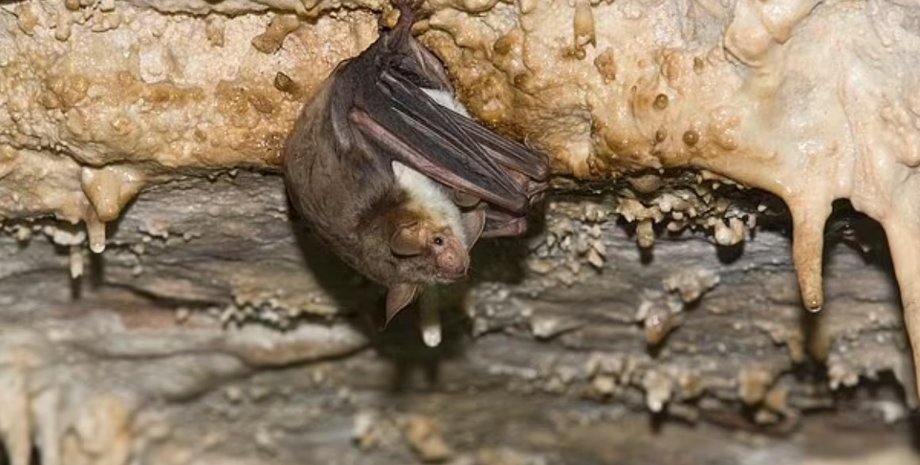 Велика нічниця