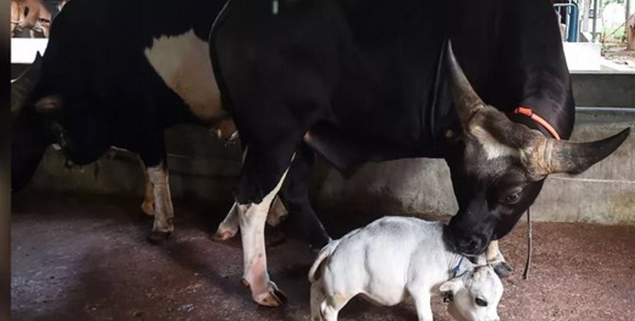 Сама маленька корова в світі