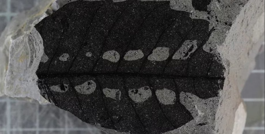 древние растения