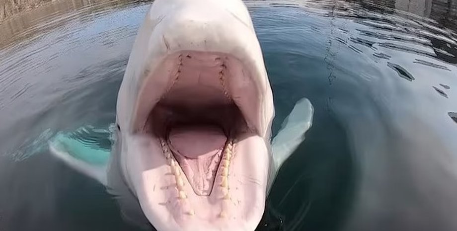 кит хвалдимир, кит-шпион