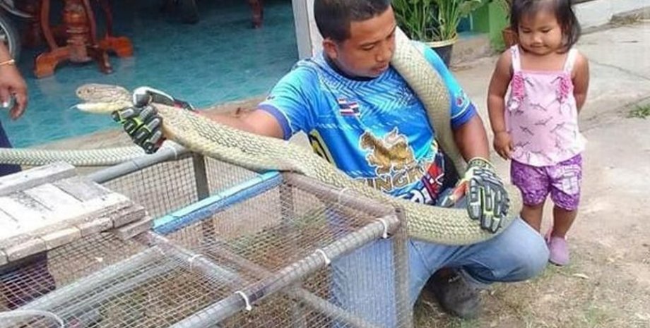 Змея, кобра, королевская кобра, ребенок, ядовитая змея,