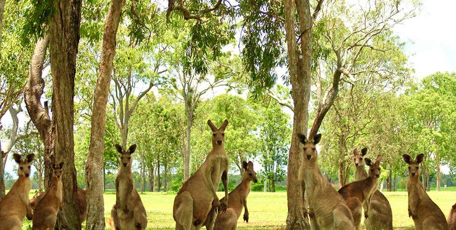 кенгуру стародавні кенгуру