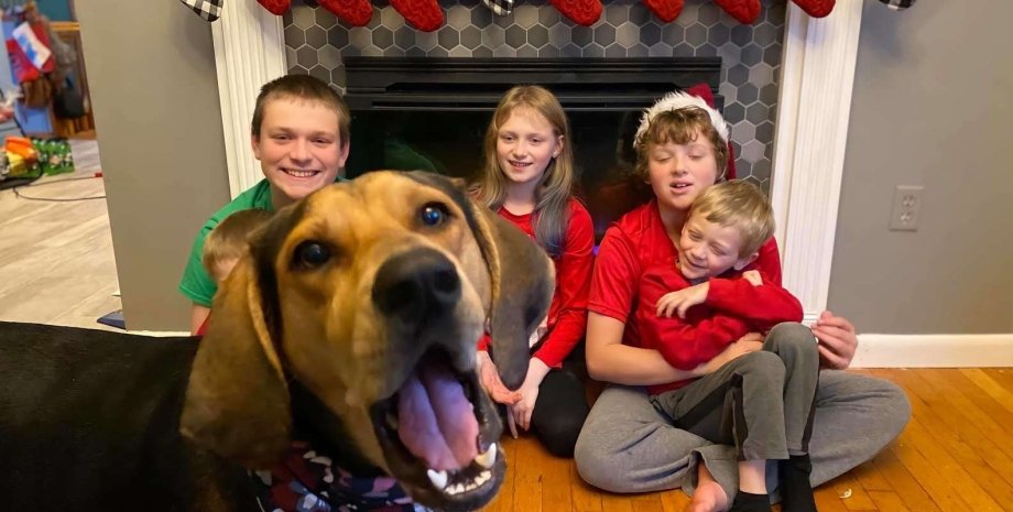 фотосессия, собака, семья, Рождество